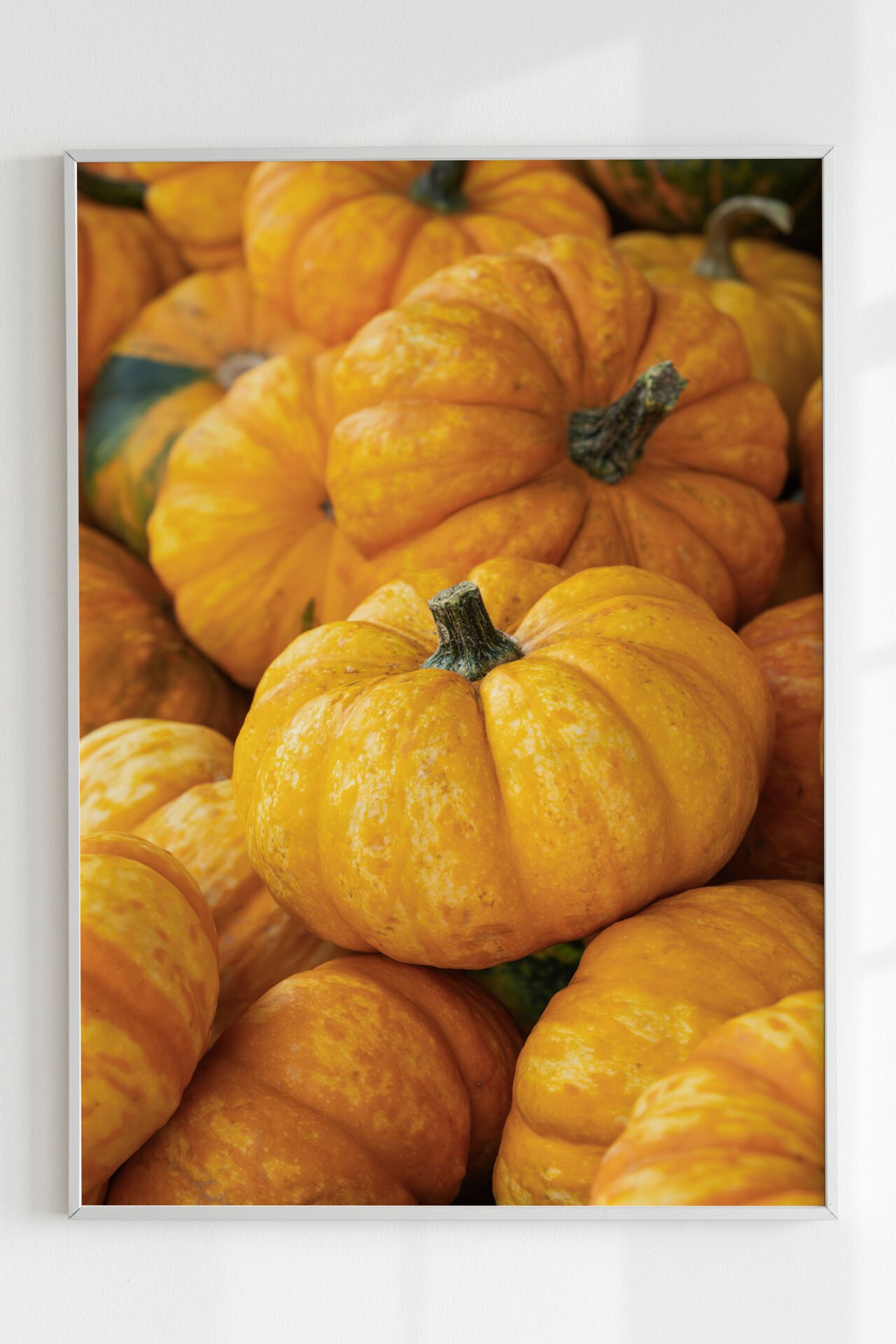 Pumpkin Fields